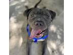 Adopt Hemi a Gray/Silver/Salt & Pepper - with Black Pit Bull Terrier / Mixed dog