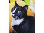 Adopt Willow a Domestic Shorthair cat in Steinbach, MB (38683993)