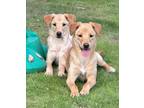 Adopt Wind a Tan/Yellow/Fawn Labrador Retriever / Husky / Mixed dog in