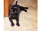 Adopt Poppy a Hemingway/Polydactyl / Mixed (short coat) cat in Sprakers