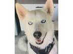 Adopt Smokey a Black - with White Husky / Mixed dog in Las Vegas, NV (38636870)