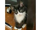 Adopt Figaro a All Black Domestic Mediumhair / Mixed cat in Helena