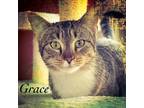 Adopt Grace a Tan or Fawn Tabby Domestic Shorthair (short coat) cat in Sherman