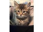 Adopt Jasmine a Domestic Mediumhair / Mixed (short coat) cat in Hoover