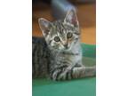 Adopt Beverly a Gray, Blue or Silver Tabby Domestic Shorthair (short coat) cat