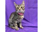 Adopt Rai a Gray or Blue Domestic Shorthair / Mixed cat in North Myrtle Beach