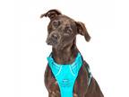 Adopt Athena a Black Labrador Retriever / Mixed dog in East Hampton
