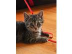 Adopt Ro a Gray, Blue or Silver Tabby Domestic Shorthair (short coat) cat in