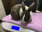 Adopt Minnow a Dutch rabbit in Mattawan, MI (38623108)