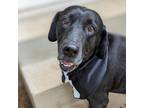 Adopt Big Papa a Black Labrador Retriever / Mixed dog in Helena, AL (38542500)
