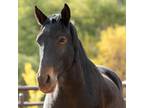 Adopt Lexi a Grade / Mixed horse in Kanab, UT (38519565)