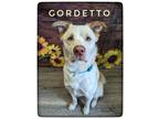 Adopt Gardetto a Mixed Breed (Medium) / Mixed dog in Lagrange, IN (38612636)