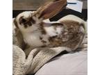 Adopt Babbs a English Spot / Mixed rabbit in Jacksonville, FL (38530196)