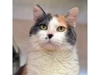 Adopt Duchess a Calico or Dilute Calico Domestic Shorthair / Mixed cat in Kanab