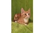 Adopt Remi a Orange or Red Domestic Shorthair / Domestic Shorthair / Mixed