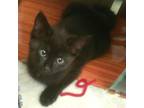 Adopt May a All Black Domestic Shorthair / Mixed cat in Brighton, MO (38568899)