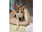 Adopt Blush a White Domestic Shorthair / Domestic Shorthair / Mixed cat in