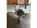 Adopt Hamilton a Brown Tabby Domestic Shorthair (short coat) cat in Columbus