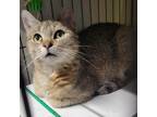 Adopt Agouti a Gray or Blue Domestic Shorthair / Mixed cat in Carmel