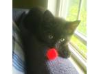 Adopt Rod a All Black Domestic Shorthair / Mixed cat in Brighton, MO (38561557)