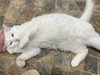 Adopt Moana a Domestic Mediumhair / Mixed (short coat) cat in Glenfield