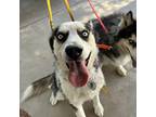 Adopt Chef a Black - with White Siberian Husky / Husky / Mixed dog in