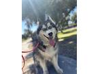 Adopt Aska a Black - with White Siberian Husky / Mixed dog in Scottsdale