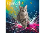 Adopt Grendel a Domestic Shorthair / Mixed (short coat) cat in Nashville