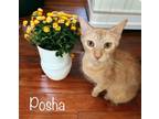 Adopt Posha a Domestic Shorthair / Mixed (short coat) cat in Nashville