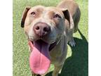 Adopt Fran a Tan/Yellow/Fawn Pit Bull Terrier / Mixed dog in Long Beach