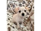 Adopt Pistachio a White - with Tan, Yellow or Fawn Jack Russell Terrier / Mixed