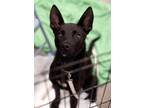 Adopt Briggs a Black Australian Kelpie / Mixed dog in West Richland