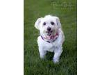 Adopt Lulu a White Shih Tzu / Mixed dog in West Richland, WA (38538917)
