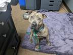 Adopt Poppy a Brindle Pit Bull Terrier / Mixed dog in Arlington, TX (38538823)