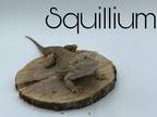 Adopt Squillium a Lizard reptile, amphibian, and/or fish in Loudon