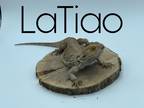 Adopt LaTiao a Lizard reptile, amphibian, and/or fish in Loudon, NH (38523133)