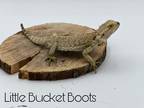 Adopt Little Bucket Boots a Lizard reptile, amphibian, and/or fish in Loudon