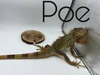 Adopt Poe a Iguana reptile, amphibian, and/or fish in Loudon, NH (38523212)