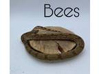 Adopt Bees a Snake reptile, amphibian, and/or fish in Loudon, NH (38523290)