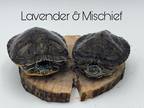 Adopt Lavender a Turtle - Water reptile, amphibian, and/or fish in Loudon