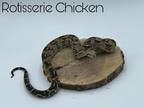 Adopt Rotisserie Chicken a Snake reptile, amphibian, and/or fish in Loudon
