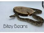 Adopt Bitey Beans a Snake reptile, amphibian, and/or fish in Loudon