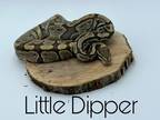 Adopt Little Dipper a Snake reptile, amphibian, and/or fish in Loudon