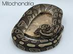 Adopt Mitochondria a Snake reptile, amphibian, and/or fish in Loudon