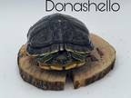 Adopt Donashello a Turtle - Water reptile, amphibian, and/or fish in Loudon