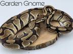 Adopt Garden Gnome a Snake reptile, amphibian, and/or fish in Loudon