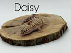 Adopt Daisy a Gecko reptile, amphibian, and/or fish in Loudon, NH (38523452)
