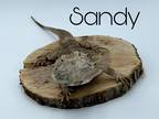 Adopt Sandy a Lizard reptile, amphibian, and/or fish in Loudon, NH (38523459)
