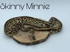 Adopt Skinny Minnie a Snake reptile, amphibian, and/or fish in Loudon