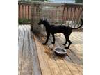 Adopt Murphy a Black Labrador Retriever / Great Dane / Mixed dog in Cortlandt